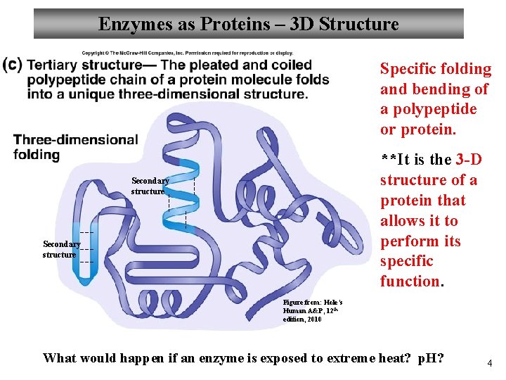 Enzymes as Proteins – 3 D Structure Specific folding and bending of a polypeptide