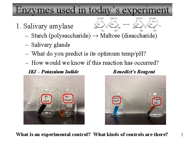 Enzymes used in today’s experiment 1. Salivary amylase – – Starch (polysaccharide) → Maltose