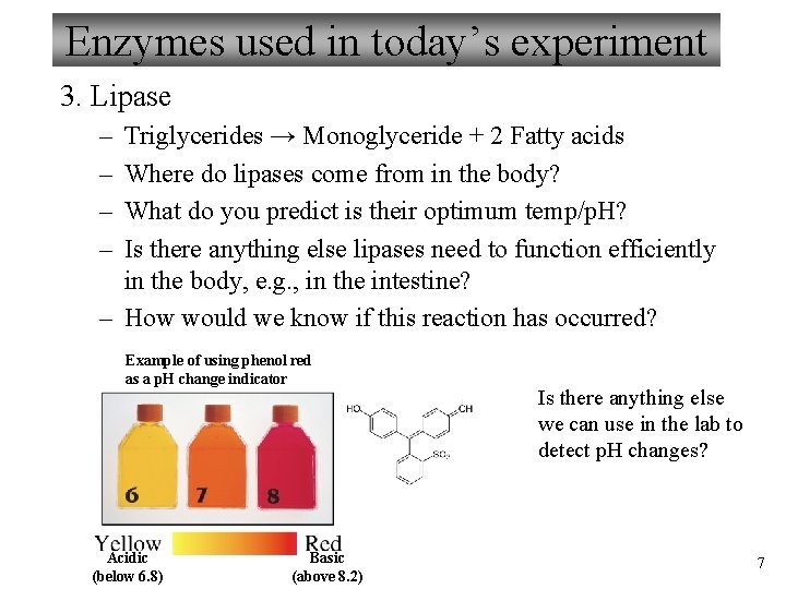 Enzymes used in today’s experiment 3. Lipase – – Triglycerides → Monoglyceride + 2