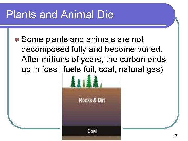 Plants and Animal Die l Some plants and animals are not decomposed fully and