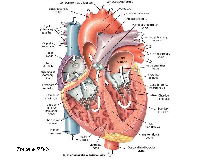 Trace a RBC! 