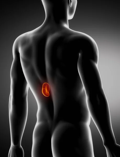 Spleen male anatomy posterior x-ray view