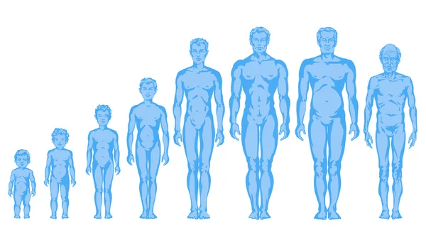 Increasing male body shapes, proportions of man, child, adolescent, old, male body development - full body