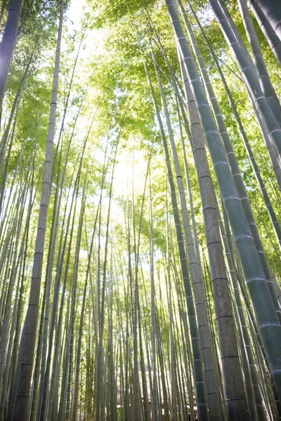 KAMAKURA, JAPAN - MARCH 22 2014: Hokokuji Temple. It is an old temple in the  Rinzai sect of Zen Buddhism. Famous for its bamboo garden, it is also known as \