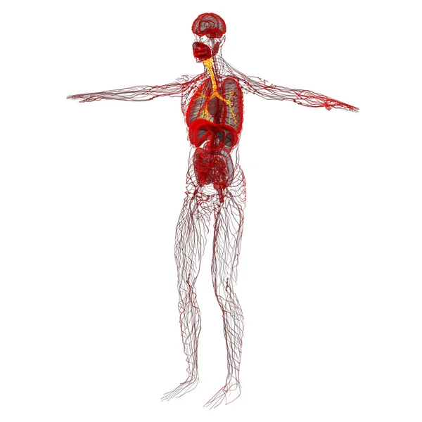 3D medical illustration of the male bronchi