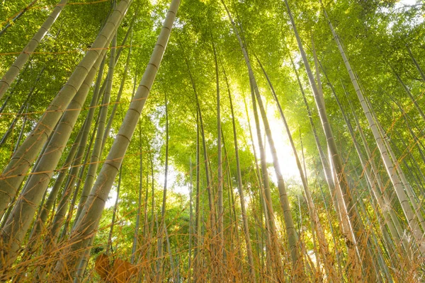 Bamboo Forest in Japan