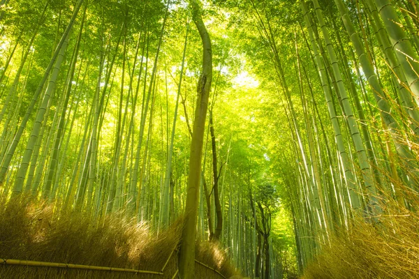 Bamboo Forest in Japan