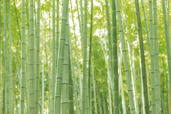 Bamboo Forest in Japan