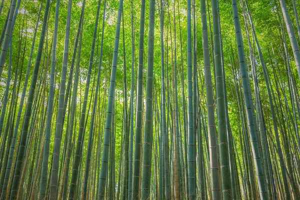 Arashiyama bamboo forest, Kyoto, Japan