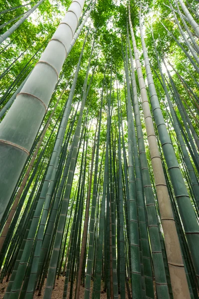 Bamboo grove, bamboo forest at Arashiyama, Kyoto, Japan