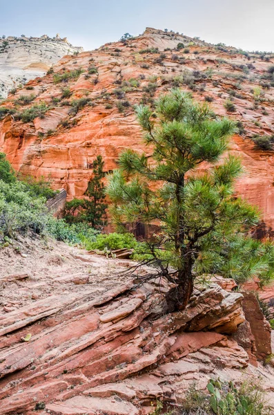 Viewpoint of Zion National Park from Observation point trail