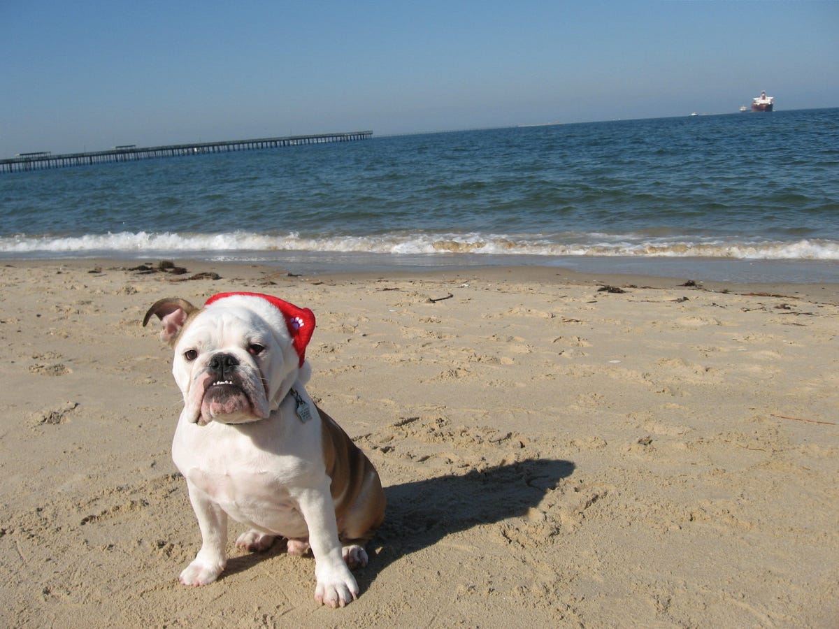 Grumpy Dog on the beach