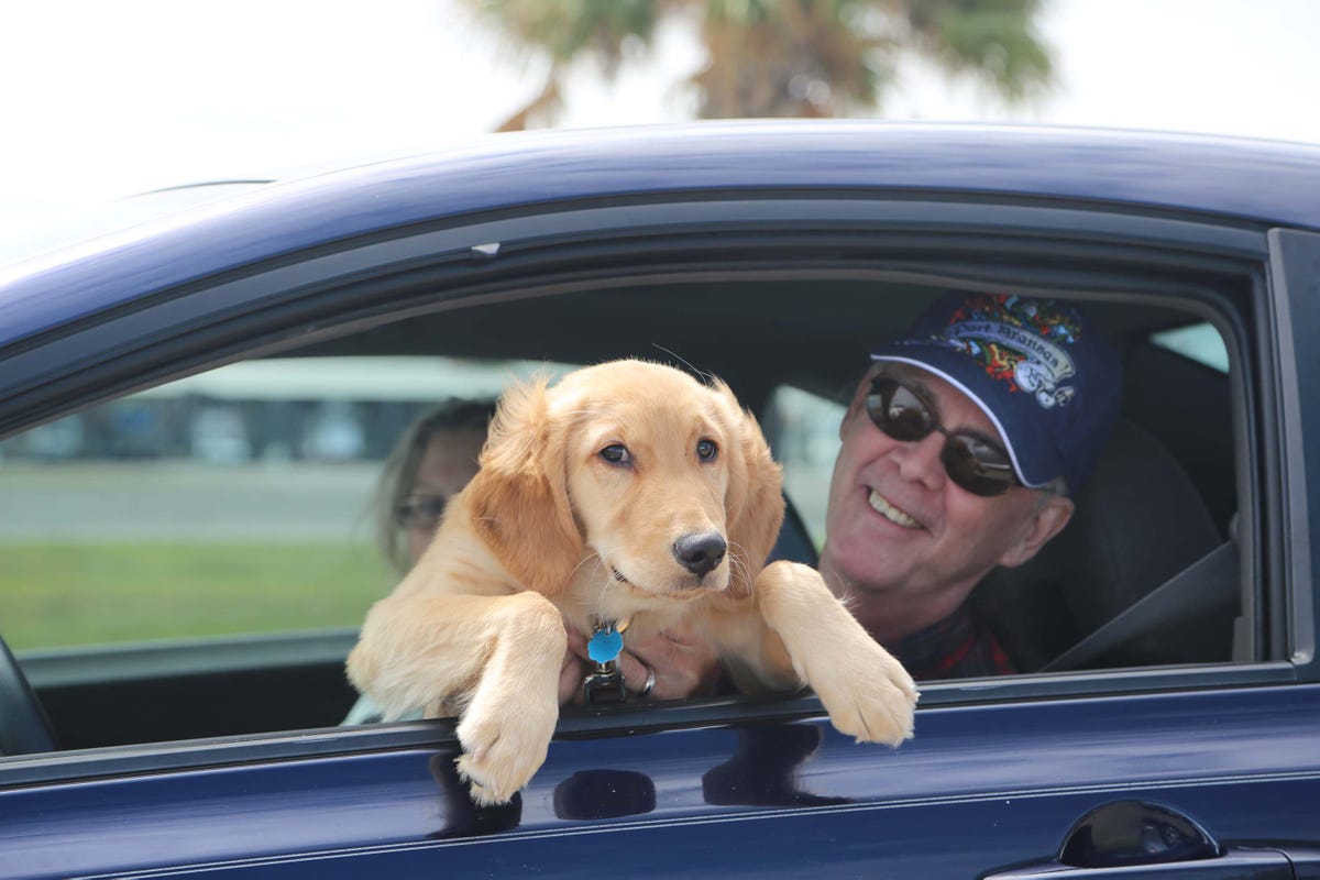 Dog in car with humans