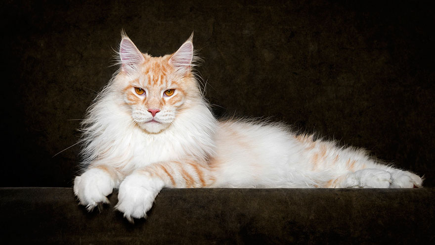 biggest-maine-coon-cat-photography-robert-sijka-10