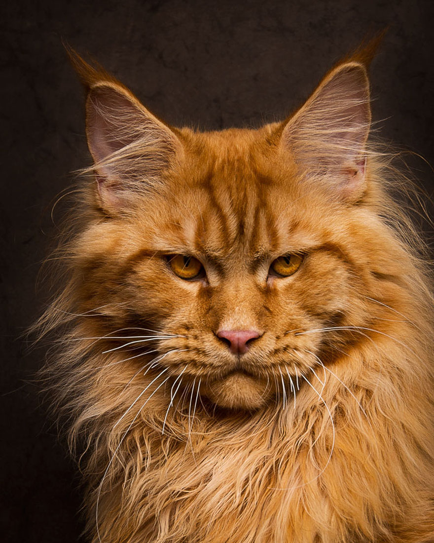 biggest-maine-coon-cat-photography-robert-sijka-11