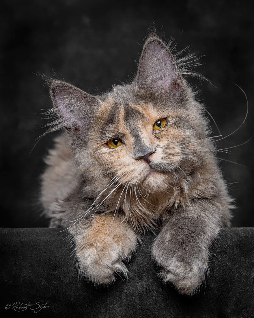 biggest-maine-coon-cat-photography-robert-sijka-3