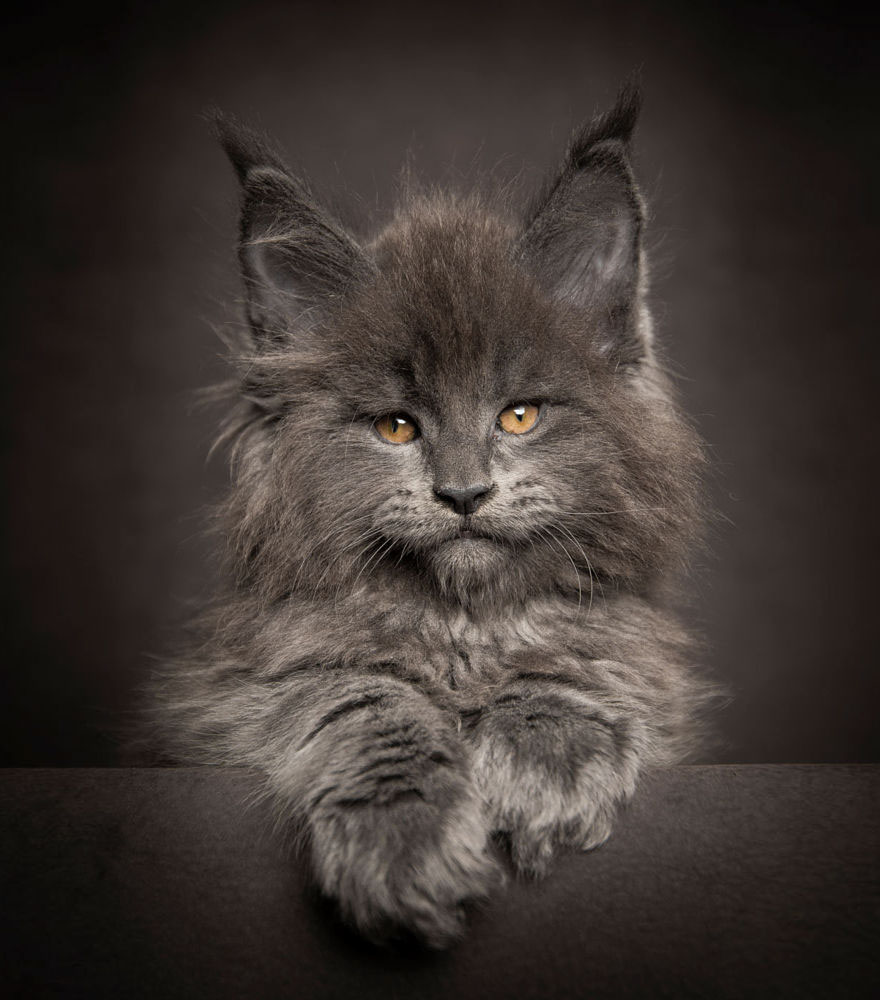 biggest-maine-coon-cat-photography-robert-sijka-5