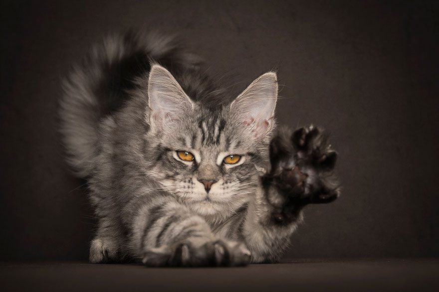 biggest-maine-coon-cat-photography-robert-sijka-7