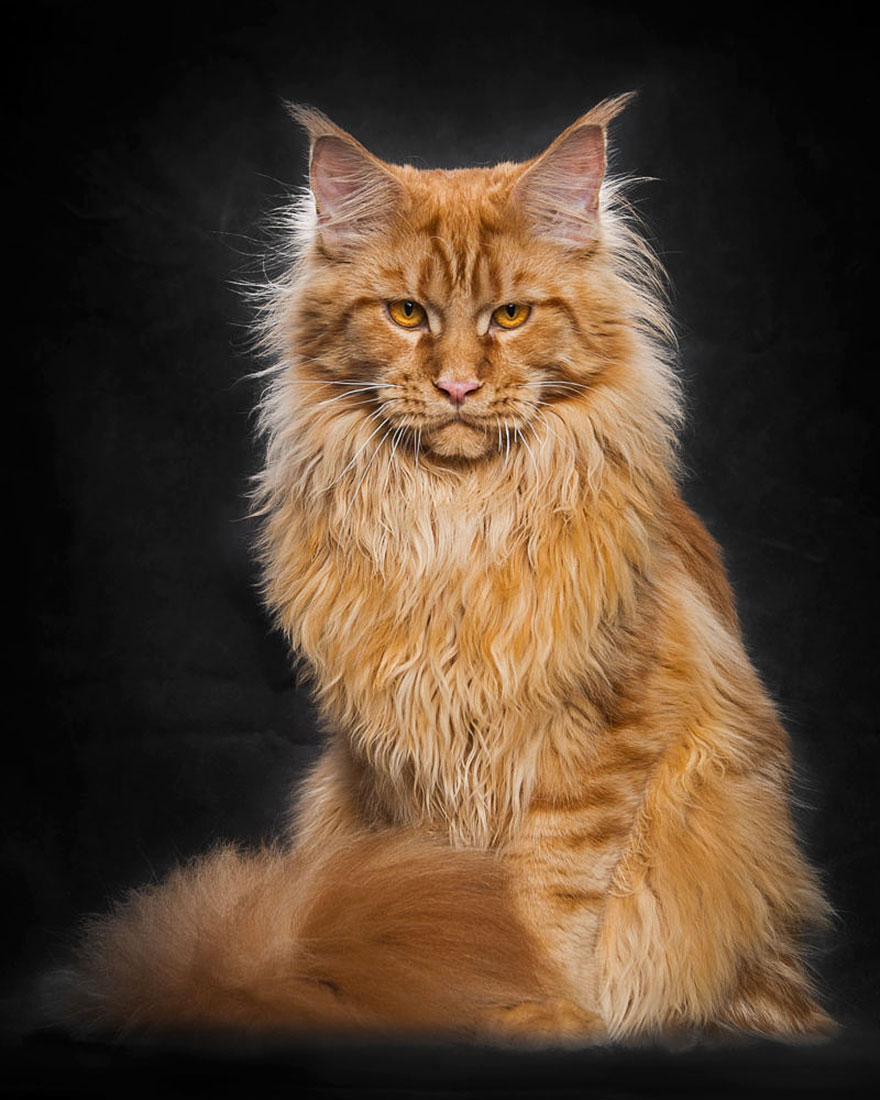 biggest-maine-coon-cat-photography-robert-sijka-9