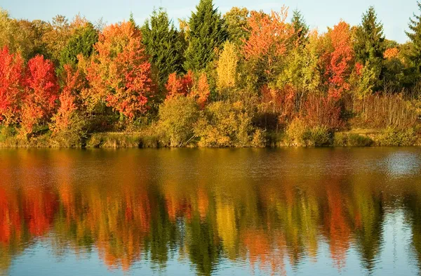 Bright autumn trees