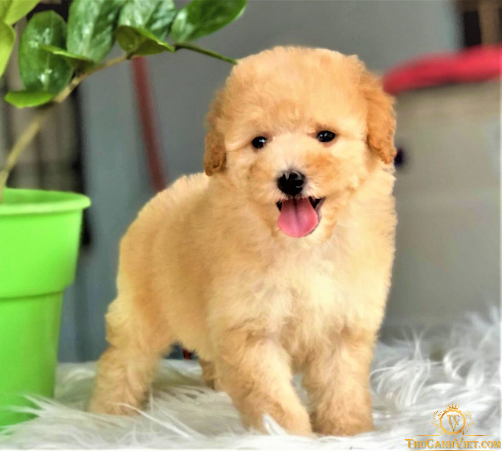 Cách chọn mua chó Poodle khỏe mạnh và thông minh