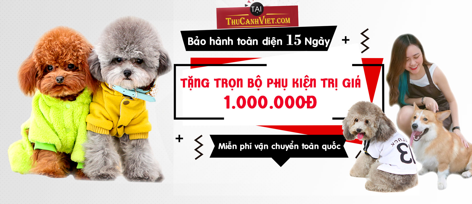 Chó Poodle và những lưu ý quan trong trước khi nuôi