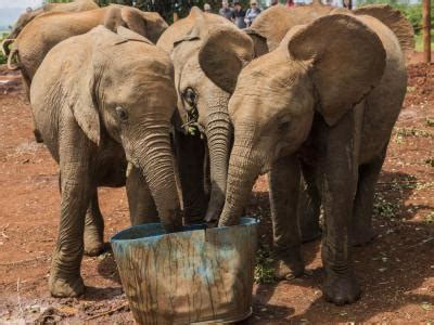 Sheldrick Elephant Orphanage, Nairobi