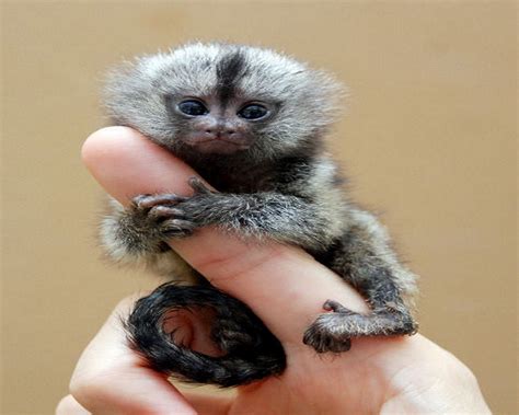 What Is The Smallest Animal In The World 2024 - Lucky Rozina