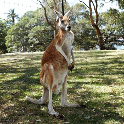 Where to spot kangaroos in the wild – Tourism Australia