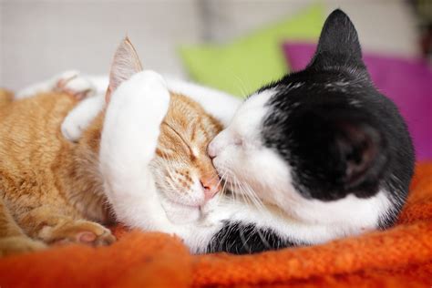 14 Fluffy Cat Breeds You’ll Want to Cuddle Right Now