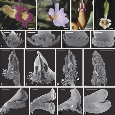 Floral morphology. A-D, flowers of Thunbergioideae. Scale bars = 1 cm ...