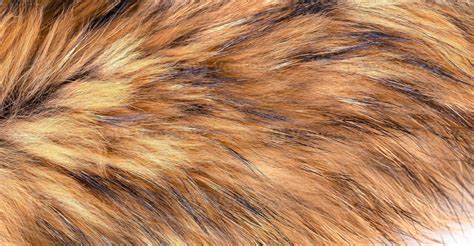 Polar Fox fur as texture or background 16863477 Stock Photo at Vecteezy