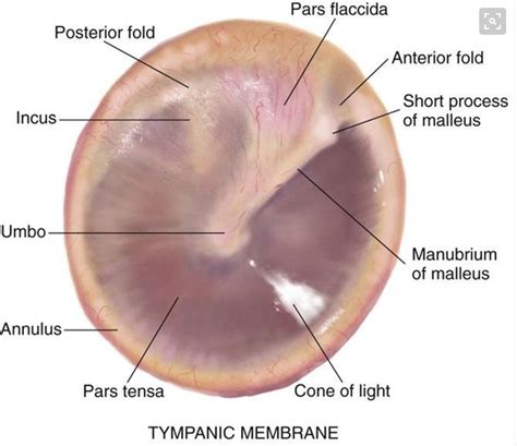 Tympanic Membrane Anatomy | Audiology student, Medical knowledge, Audiology