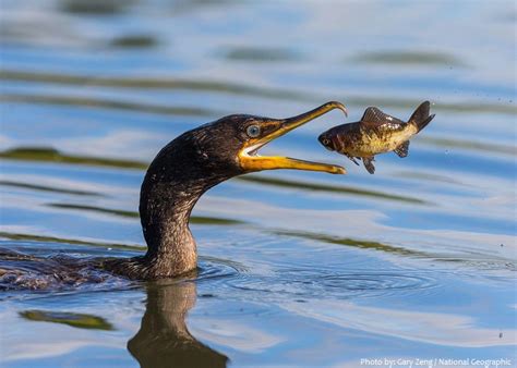 Interesting facts about cormorants | Just Fun Facts