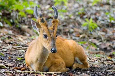 47 HQ Images Muntjac Deer House Pet / Muntjac Deer High Resolution ...