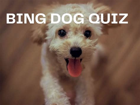 Bing Dog Quiz - Bing Homepgae Quiz