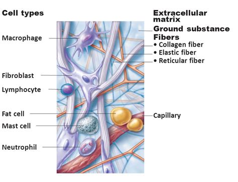 S19 Educators: Science I Class 9 I Chapter 6 I Tissues