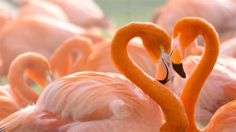 Download Flamingo Love Birds Heart Wallpaper | Wallpapers.com