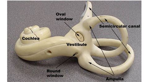 Pin by Kerri Johnson on A&P2 exam 1 | Anatomy and physiology, Round ...