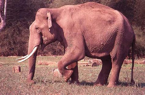 Talakaveri Wildlife Sanctuary in Bhagamandala, Karnataka ...