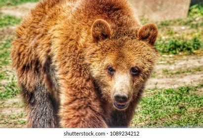 Kodiak Brown Bear Lumbers Forward Teeth Stock Photo (Edit Now) 1089234212