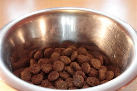 15 Of The Best Organic Dog Food Brands: A Buyer's Guide