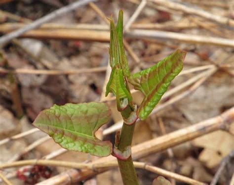 🏡 What does Japanese Knotweed in Spring look like? Explained