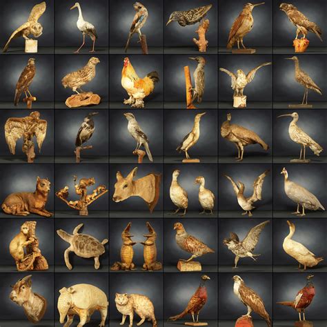 3D model 36 Animal Models Master Collection VR / AR / low-poly | CGTrader