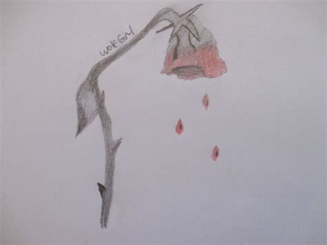 Wilted Rose Drawing at PaintingValley.com | Explore collection of ...