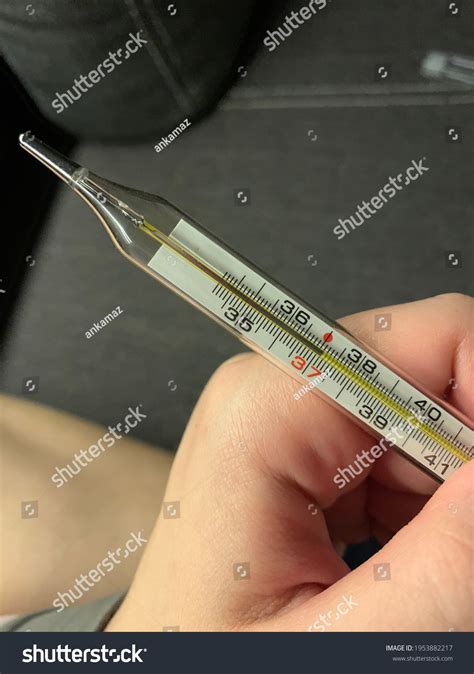 Thermometer Hand Showing Lowgrade Fever Where Stock Photo 1953882217 ...