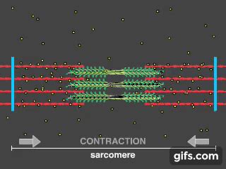 How a muscle contraction is signalled - Animation animated gif