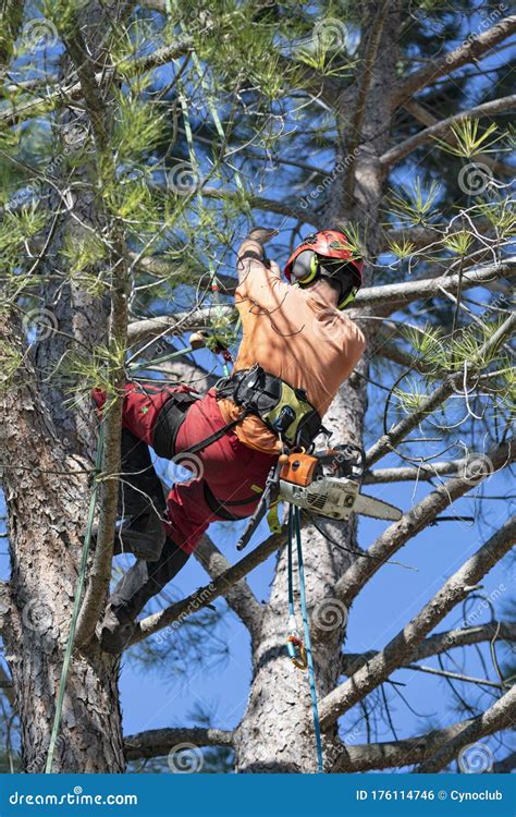 Pruning a tree stock photo. Image of nature, environment - 176114746