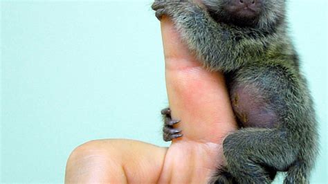 Meet some of the smallest animal species on the planet