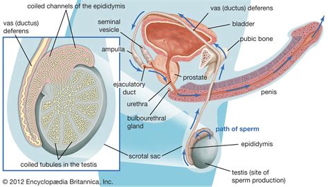 Semen | Definition, Characteristics, & Production | Britannica